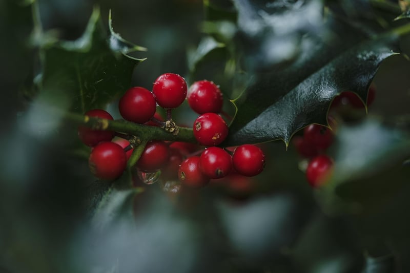 Stardust Berries